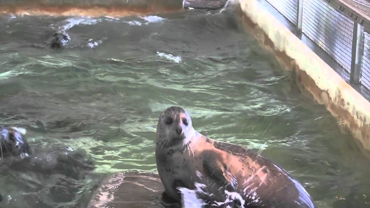 Seaside Aquarium harbor seals YouTube