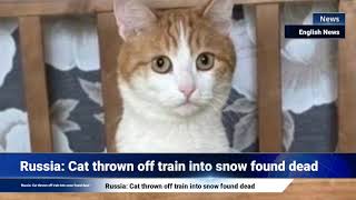 Russia: Cat thrown off train into snow found dead