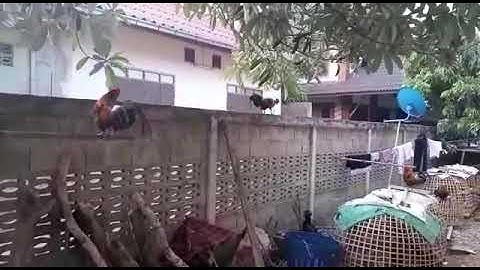 qaib qus qaib dib zoo nraug cuab tuaj zoo heev.54502004.