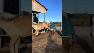 Hast Du Auch Eine Stute?