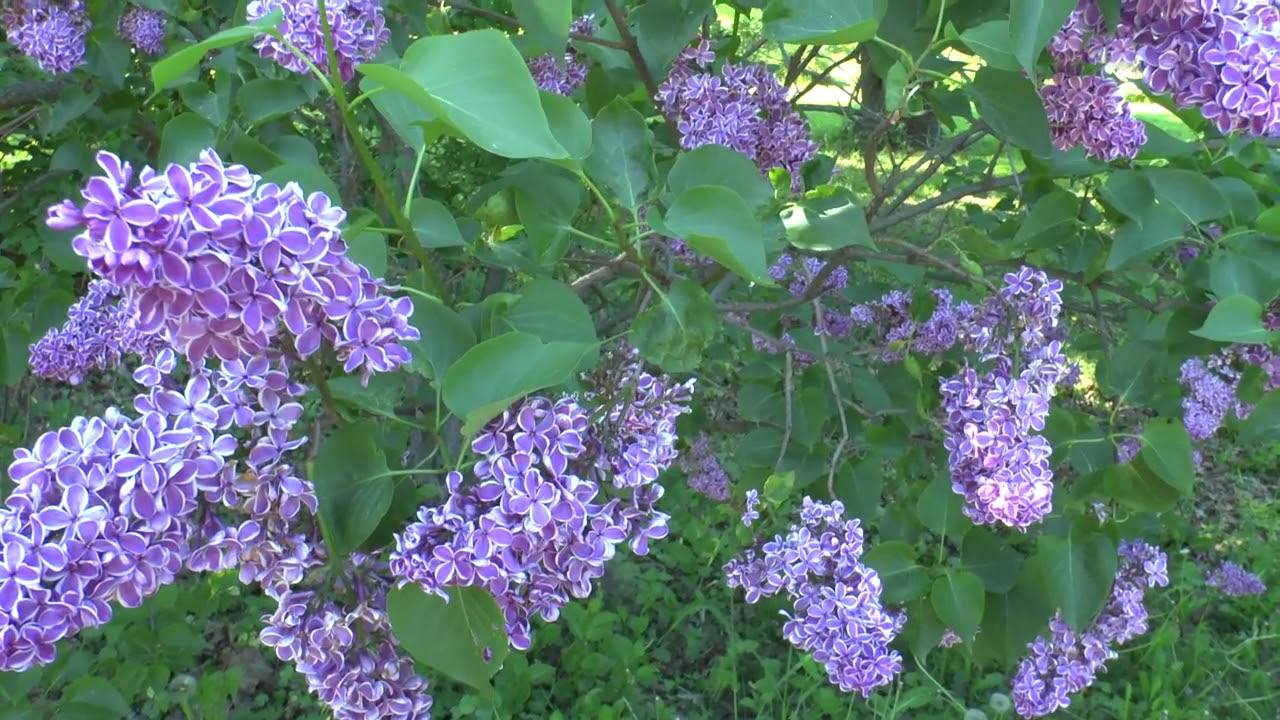 Сиреневый сад в Сокольниках - YouTube