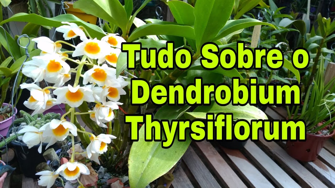 Como Cultivar o Dendrobium Thyrsiflorum