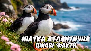 Іпатка атлантична. Цікаві факти про іпатку screenshot 4