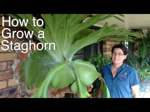 Vídeo: Staghorn Fern Propagation - Cultivo de plantas de samambaia Staghorn