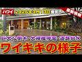 【ハワイ速報】嵐がワイキキを直撃！道路は冠水し巨大な倒木も。停電で消えた信号機…今のリアルな姿をお届けします【ハワイ最新情報】【ハワイの今】