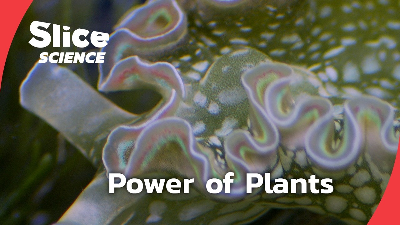 Plant Intelligence: The Hidden Science of Life | SLICE SCIENCE