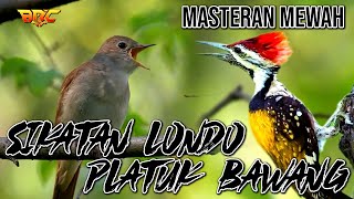 MASTERAN PLATUK BAWANG VS SIKATAN LONDO SUPER MEWAH