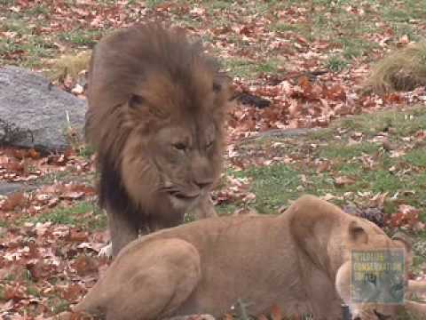 Video: Ženska Vstopi V Ograjo Bronx Zoo Lion, Soočena Z Obtožbami