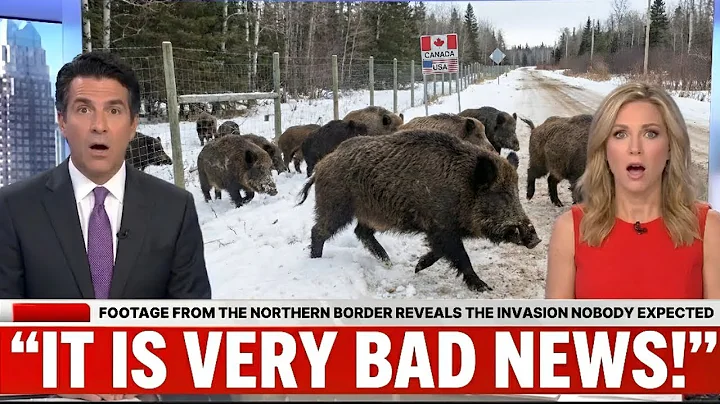 Canada's Super Pigs Just Crossed 300,000 Square Miles and They're Heading Towards the U.S.