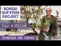 BONSAI AUF STEIN Projekt - Fuji Kirsche | Bonsai selber machen 