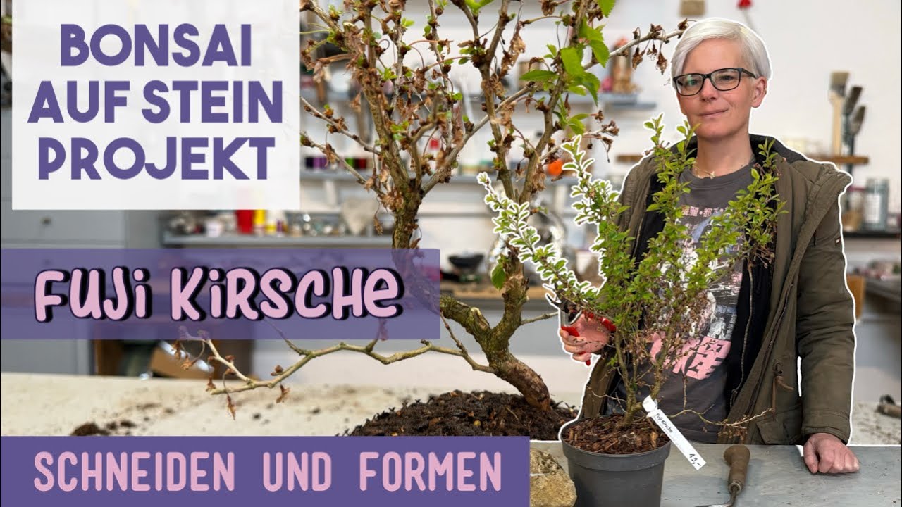 bonsai tree soil Bonsai Soil by Perfect Plants - 2qts