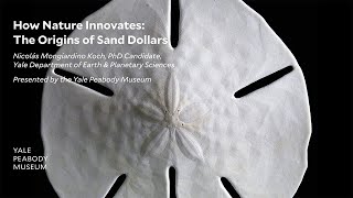 How to Find A Sand Dollar — Yoke and Abundance