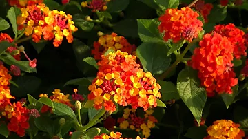 Quando podar a lantana?