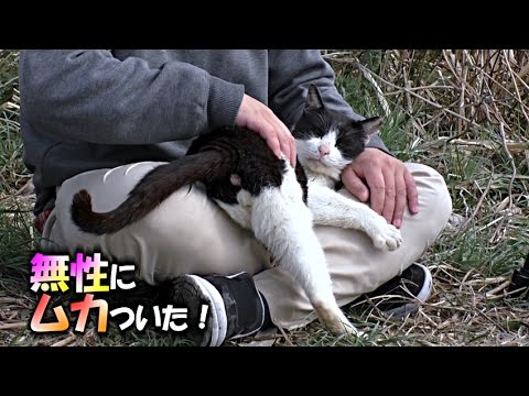 地域猫 超ムカツク猫を病院送りにしてやった 魚くれくれ野良猫 Youtube