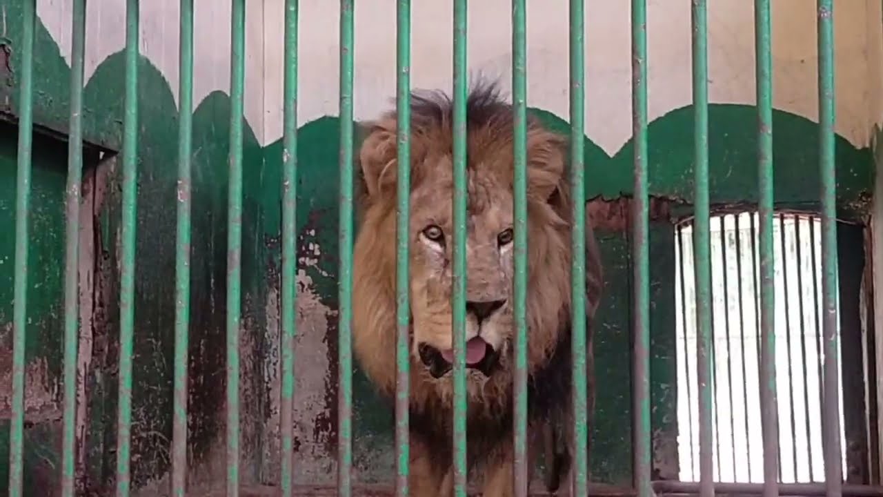 رحلة ممتعة في حديقة الحيوان بالجيزة مع أجمل حيوانات الحديقة بعد التجديد