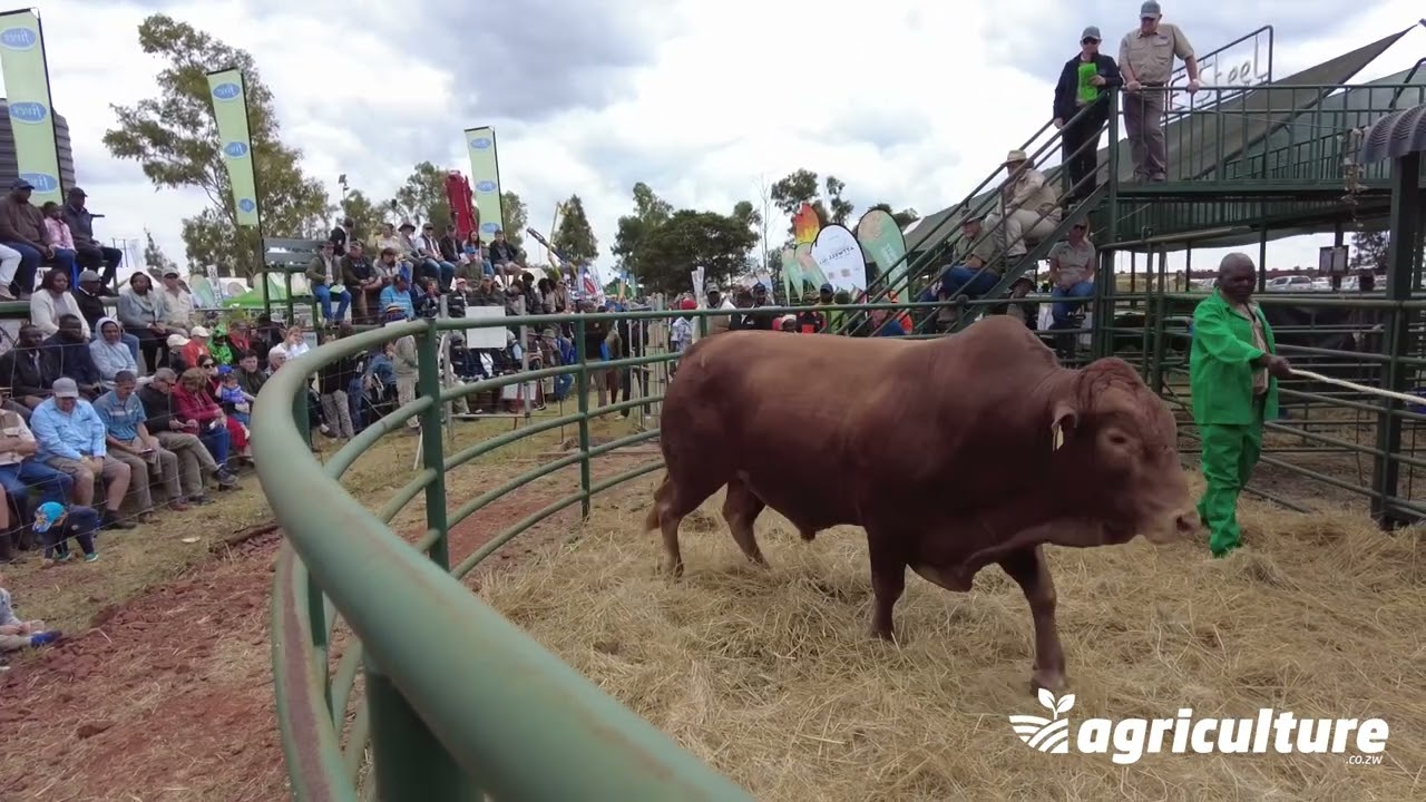 2nd Annual Zimbabwean Indigenous Breeds Sale 2025 - Full Auction | Tuli, Mashona & Nkone Cattle