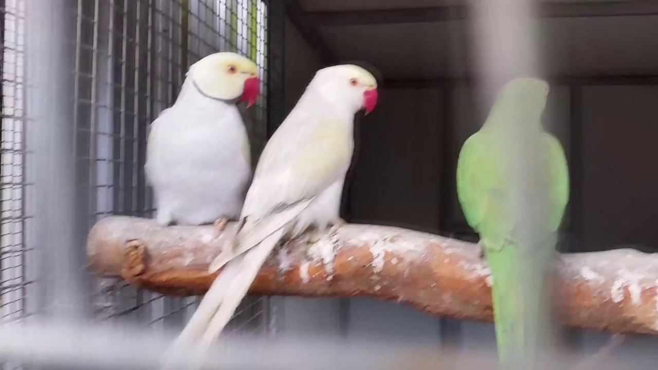 Visit to Pet Shop for Talking Birds YouTube