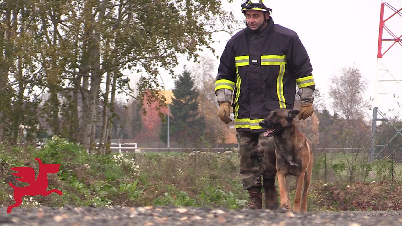 Un centre de formation pour les chiens sapeurs-pompiers