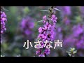 小さな声 / ハンバート ハンバート【アコギ弾き語り】covered by chiharu