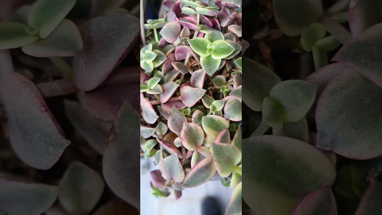 Крассула Маргиналис