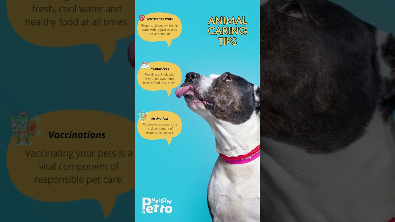Essential Animal Caring Tips for a Happy and Healthy Pet #doglover #dogtips
