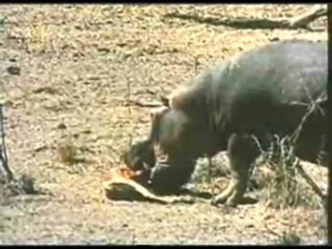 Hippo saves impala from croc, and buffalo rescues calf. Video made for Humanitarian Lion. Sign in to help convince the Cannes Lions Festival to create this category! www.humanitarianlion.com (music by godspeed you! black emperor "storm")