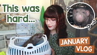 Bagel went back to his breeder & a pet show | VLOG