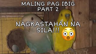 MALING PAG IBIG! BUDGIE x AFRICAN LOVEBIRD PART 2