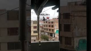 Basto Care Niña Cogiendo Rismo