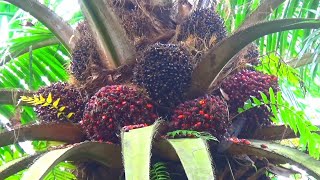 Panen buah sawit super kejepit