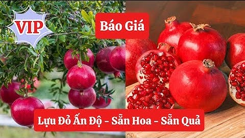 26/7 Báo Giá Cây Lựu Đỏ Ấn Độ - Sẵn Hoa, Sẵn Quả - Dễ Trồng, Dễ Chăm ☎️0968.750.386 - 092.391.6866