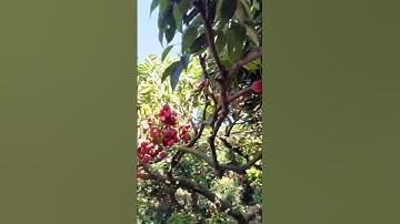 Một Mùa Vải Nữa Lại Đến Vải Bắc Giang Thành Bắc Blinh