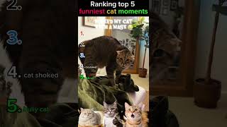 Ranking top 5 Funniest Cats Doing Funny Things 🐱 Best Cat Videos Compilation #shorts