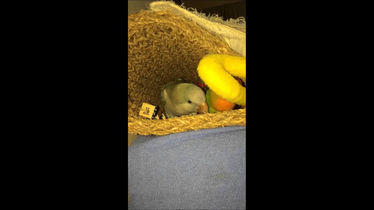 Airashi blue Quaker & green Quaker