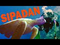 Best diving in the world | Discover Sabah, Borneo Ep 224
