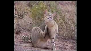 Celebrity Southern African Mammals: African Wild Cat (Felis Silvestris lybica) Wealth