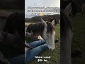 kindly donate through our donation link in bio to help A #horse #america #goviral #usa #UnitedStates