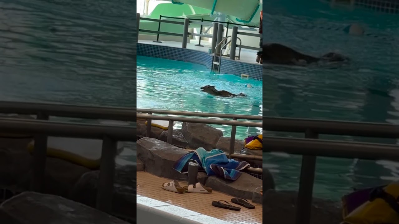 Deer Jumps Into Swimming Pool 🤣
