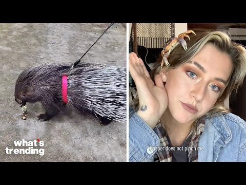 TikTok Users Show Off Their Weird And Exotic Pets Online