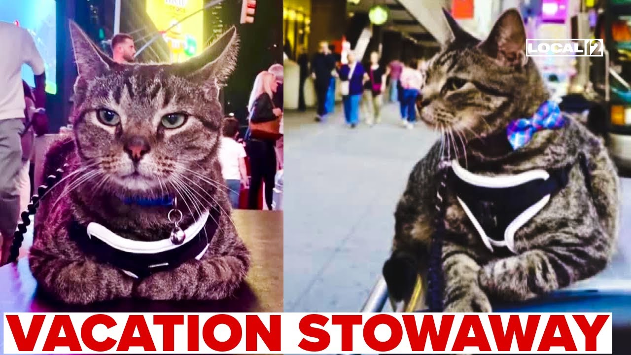 Pet cat rides on van roof for 100 miles to join family on vacation ...