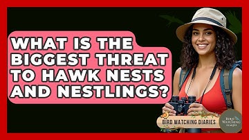What Is The Biggest Threat To Hawk Nests And Nestlings? - Bird Watching Diaries