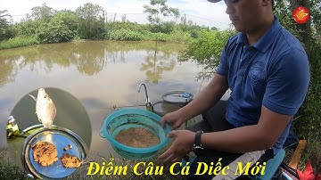 Câu cá diếc tự nhiên – Bài mồi câu cá diếc đơn giản | Điểm câu mới