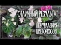 Обработка цветущих фиалок от трипса. Как избавиться от трипса не обрывая цветы