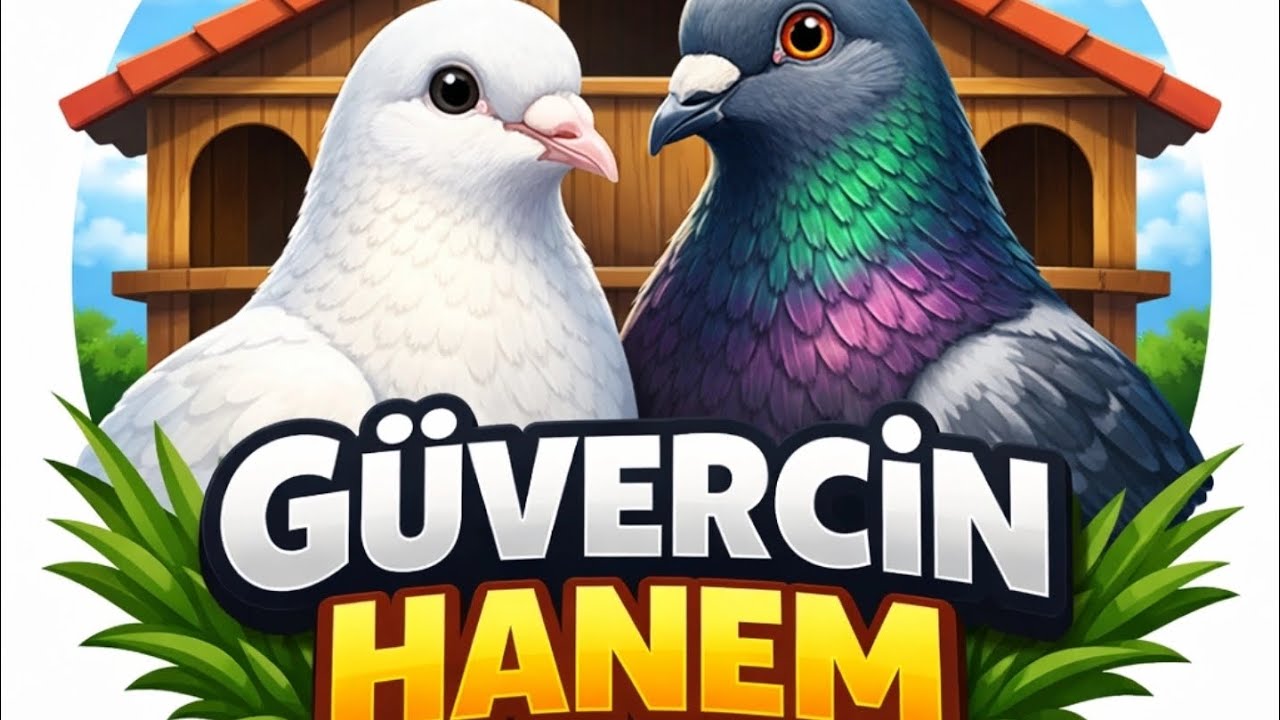 Kuşlarda son durum. #pigeon #güvercin #kanatlı #birds #animals 