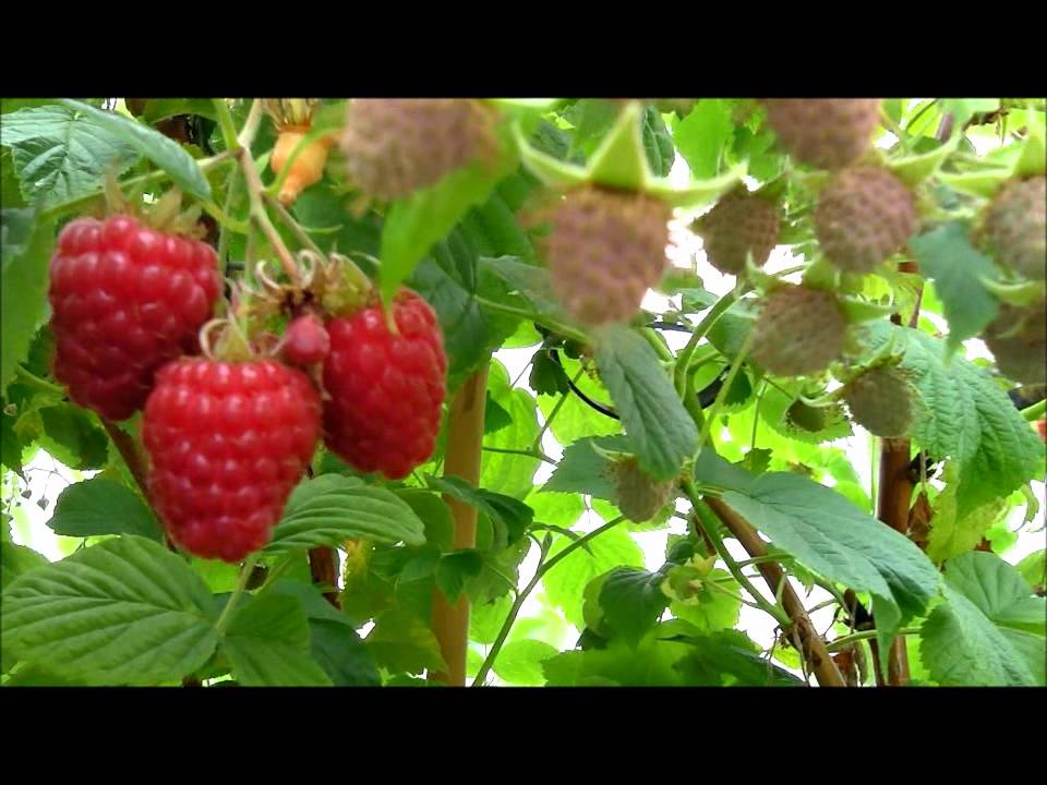 Tadmor Frambuesa - YouTube