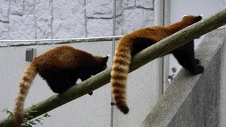 レッサーパンダ ココの帰宅はすんなりと・・Red Panda