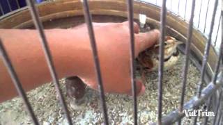 Download Lagu Mongolian lark prassarp MP3