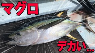 マグロが釣れた 格闘 久米島のマグロ釣りの全てが分かる パヤオの解説付き 3 キハダマグロ Youtube