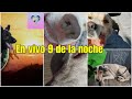 SAMY EN EL HOSPITAL, 2 ENFERMOS EN PLAYA DEL CARMEN , 1 ESTERILIZACION, PERROS DE RESCATE