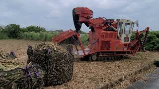 サトウキビの収穫【沖縄】